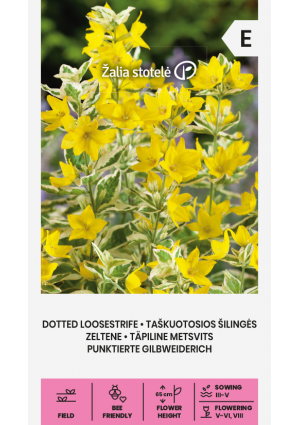 Petyegetett Lizinka  Dotted Loosestrife Z.S SL