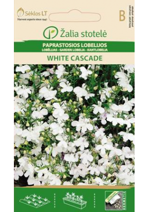 Lobélia White Cascade Z.S SL
