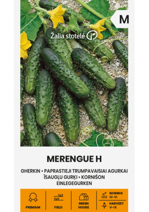 Uborka Merengue Hibrid Z.S SL