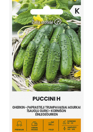 Uborka Puccini Hibrid Z.S  SL