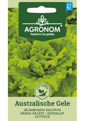 Saláta Australische Gele SL AGR
