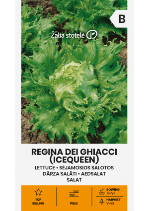 Saláta Regina Dei Ghiacci Z.S SL