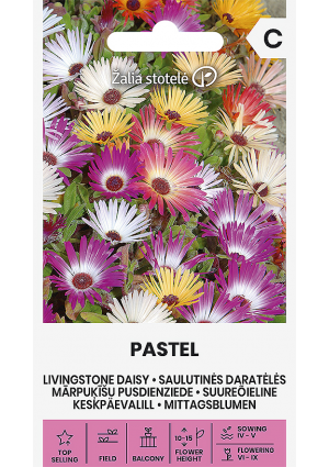 Csillagos Dorottyavirág Pastel Z.S SL