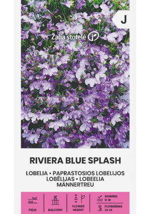 Lobélia Riviera Blue Splash Z.S SL