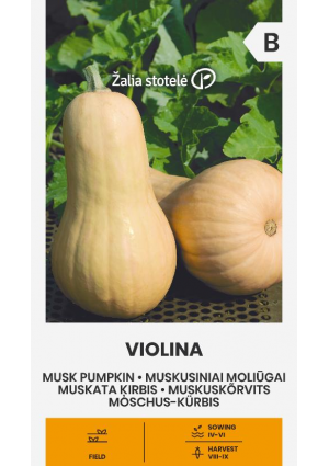 Sütőtök Violina Z.S SL