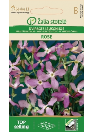 Esti viola Rose Estike Z.S SL