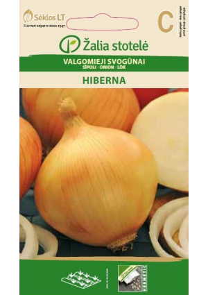 Hagyma Hiberna Z.S SL