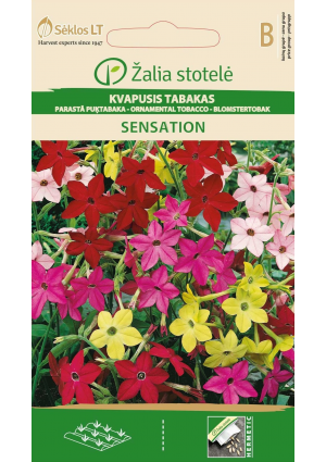 Dohányvirág Sensation Z.S SL