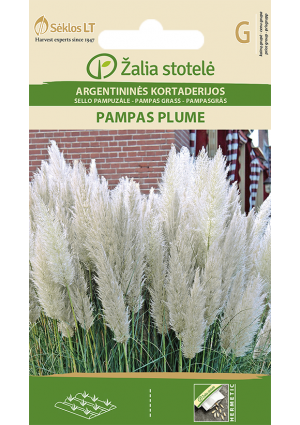 Pampafű Pampas Plume fehér Z.S SL