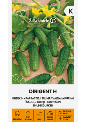 Uborka Dirigent Hibrid Z.S SL