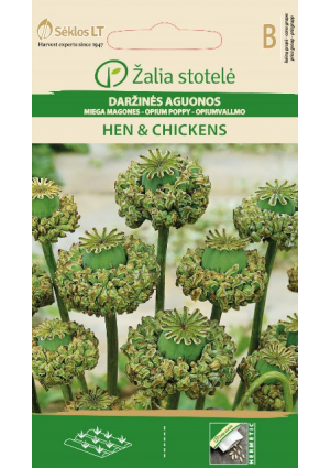 Mákvirág kerti Hen&Chickens Z.S SL