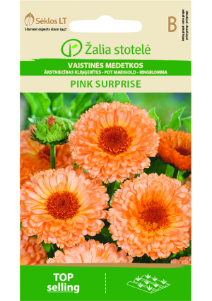 Körömvirág Pink Surprise Z.S SL
