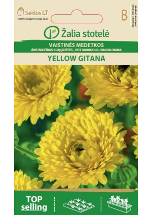 Körömvirág Yellow Gitana Z.S SL