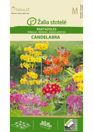 Kankalin Candelabra Z.S SL