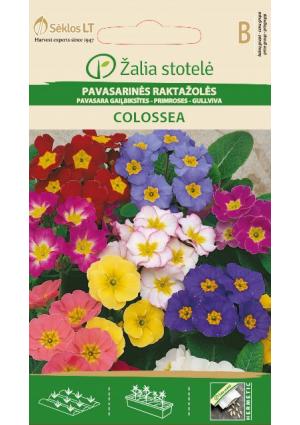 Primula Colossea Z.S SL