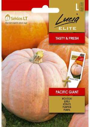 Sütőtök Pacific Giant ELN SL