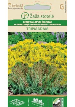 Kövi varjúháj Tripmadam Z.S SL