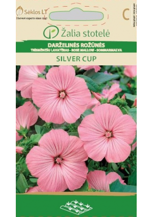 Kerti madármályva Silver cup  Z.S SL