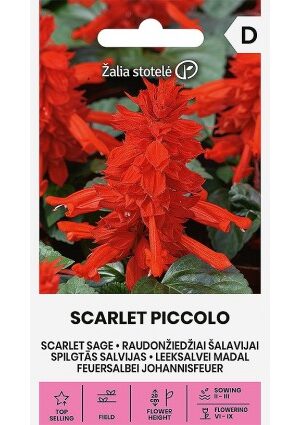 Paprikavirág Rocket Z.S SL