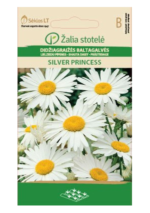 Óriás Margitvirág (Margaréta) (Silver Princess) Z.S SL