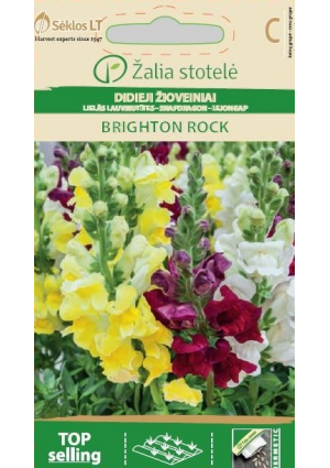 Tátika Brighton Rock Z.S SL