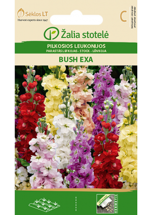 Nyári Viola Bush Exa Z.S SL