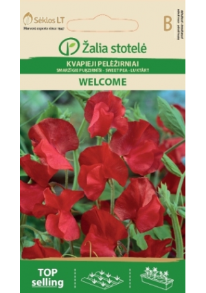 Szagosbükköny Borsóvirág Welcome Z.S SL