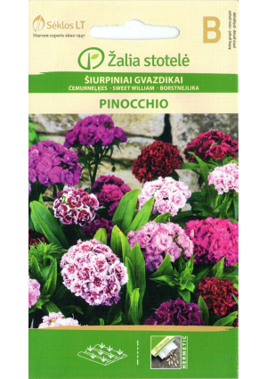 Török szegfű Pinocchio Z.S SL