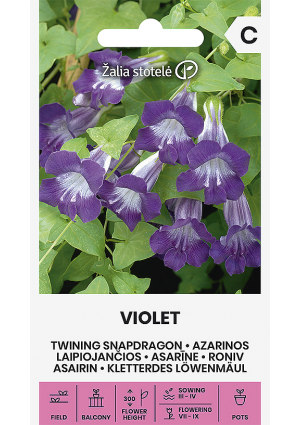 Futó oroszlánszáj Violet Z.S SL