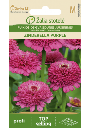 Rézvirág Zinderella purple Z.S SL