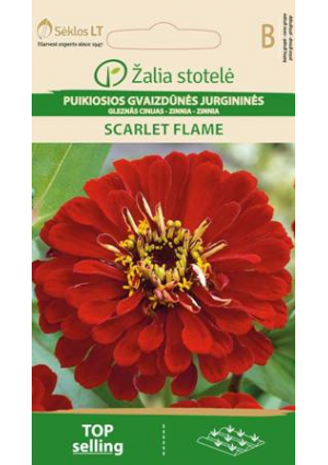 Rézvirág  Scarlet Flame Z.S SL