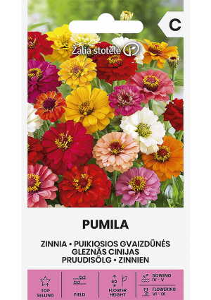 Rézvirág Pumila Z.S SL