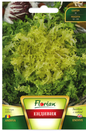 Endivia saláta Florian Bg