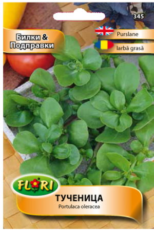 Kövér porcsin Florian Bg