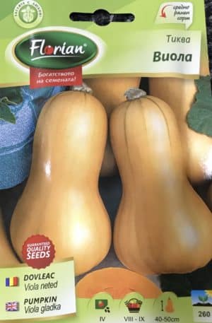 Sütőtök Viola Gladka Florian Bg