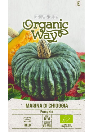 Sütőtök Marina Di Chioggia SL OW