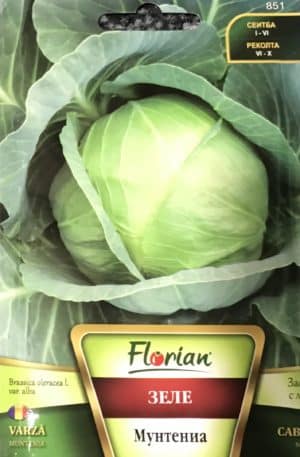 Káposzta Muntenia Florian Bg