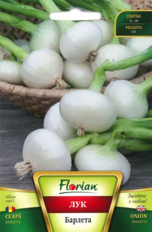 Hagyma Barletta Florian Bg