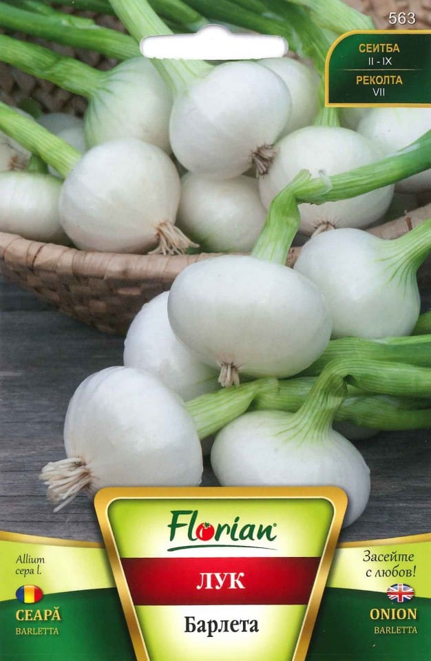 Hagyma Barletta Florian Bg