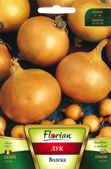 Hagyma Volska Florian Bg