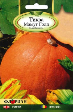 Sütőtök Mamut gold Florian Bg