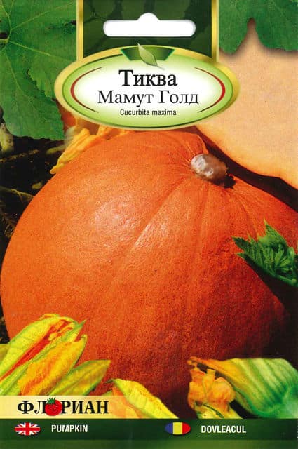 Sütőtök Mamut gold Florian Bg