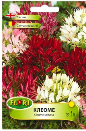 Kleopátra tűje Florian Bg