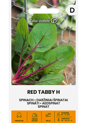 Spenót Red Tabby Hibrid Z.S SL