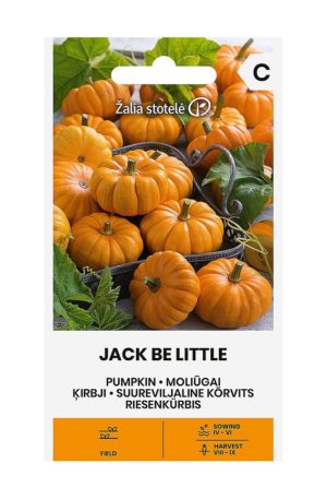 Tök Jack Be Little Z.S SL