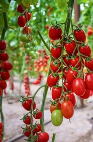 Landolino F1 Paradicsom