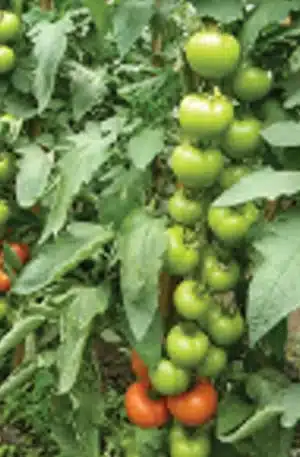 Sandoline F1 Paradicsom