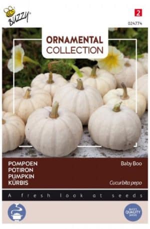 Tök Baby Boo Ornamental Collection Bz H
