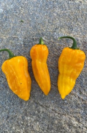 Bonda Ma Jaqus Yellow