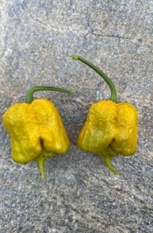 Carolina Reaper Mustard